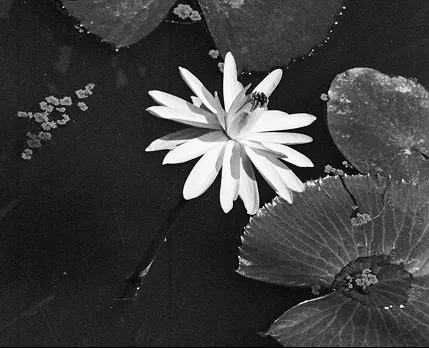 Silhouettes on beach